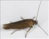 0914 (43.005) Scythris subcinctella